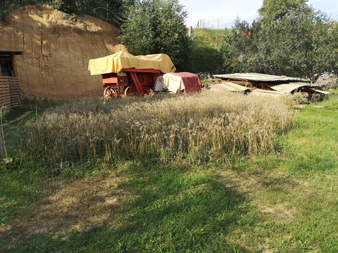 Fotogaléria Žatva u Halajkov (13) Žatva u Halajkov